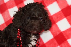 Ozzy - Cockapoo for sale