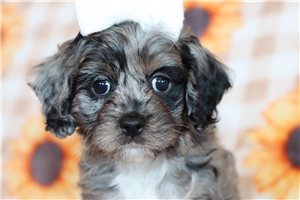 Julia - puppy for sale