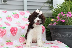 Donna - Cockapoo for sale