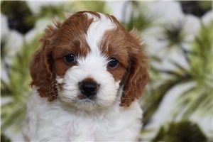 Darren - Cockapoo for sale