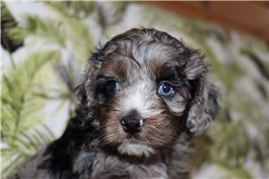 Della - Cockapoo for sale