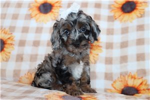 Josie - puppy for sale