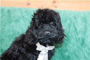 Jenson - Cockapoo for sale