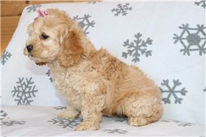 Carnation - Cockapoo for sale