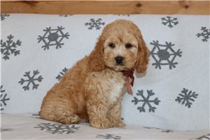 Chipper - Cockapoo for sale