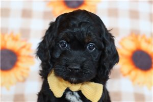 Jacob - puppy for sale