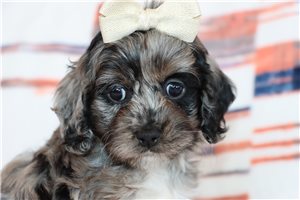 Junebug - puppy for sale