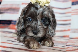 Jade - puppy for sale