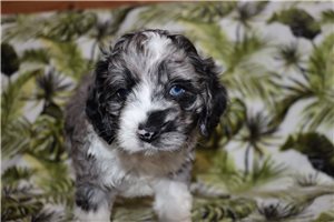 Dawson - puppy for sale