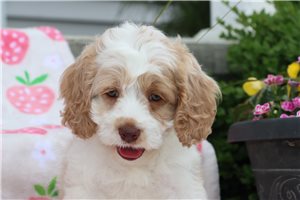 Douglas - Cockapoo for sale