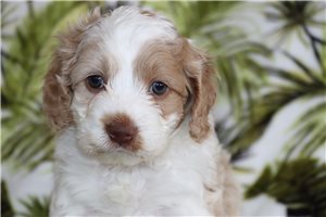 Douglas - Cockapoo for sale