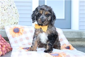 Jace - puppy for sale