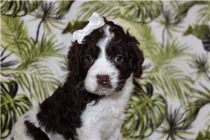 Donna - puppy for sale