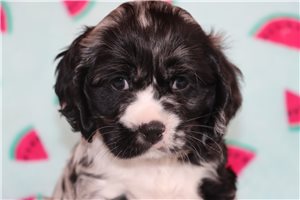 Zander - puppy for sale