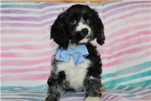 Zander - puppy for sale