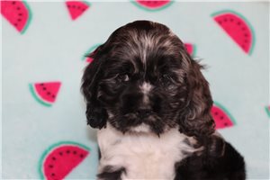 Zadie - puppy for sale