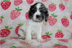 Zippy - Cocker Spaniel for sale