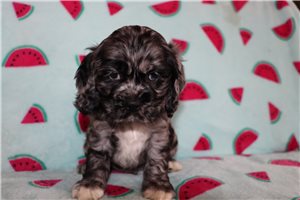 Ziggy - Cocker Spaniel for sale