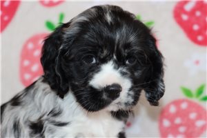 Zander - Cocker Spaniel for sale
