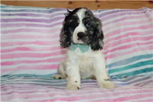 Zippy - Cocker Spaniel for sale