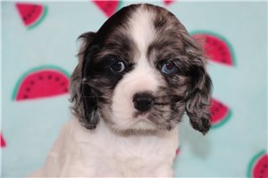 Zippy - puppy for sale