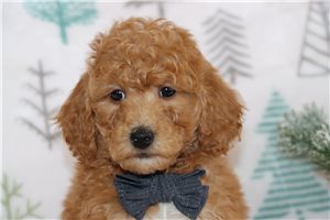 Mason - puppy for sale