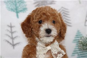 Miles - puppy for sale