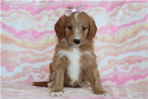 Macey - puppy for sale
