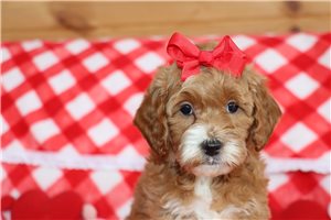 Natalia - puppy for sale