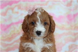 Miracle - Goldendoodle, Mini for sale