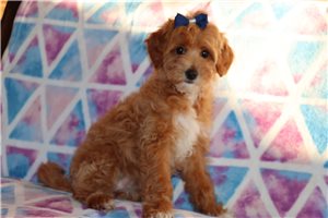 Natasha - Goldendoodle, Mini for sale