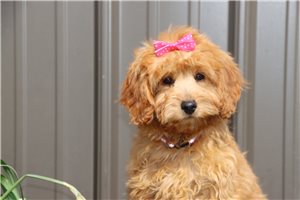 Nyla - Goldendoodle, Mini for sale