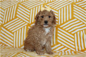 Paradise - Goldendoodle, Mini for sale