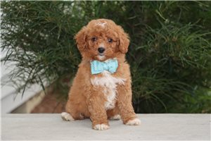 Michael - Mini Goldendoodle for sale