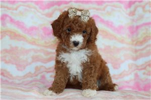 Mary - puppy for sale
