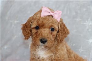Nala - puppy for sale