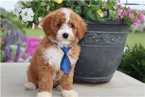 Myrtle - Goldendoodle, Mini for sale