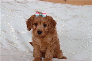 Nyla - Goldendoodle, Mini for sale