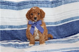 Michael - puppy for sale