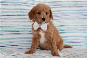Marvin - Goldendoodle, Mini for sale