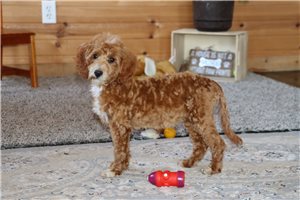 Natalia - Goldendoodle, Mini for sale