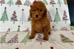 Madison - puppy for sale