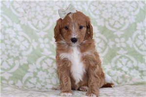 Macey - Goldendoodle, Mini for sale