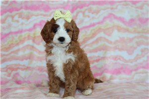 Misty - Goldendoodle, Mini for sale