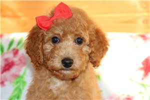 Nutmeg - Goldendoodle, Mini for sale