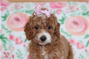 Nova - Goldendoodle, Mini for sale