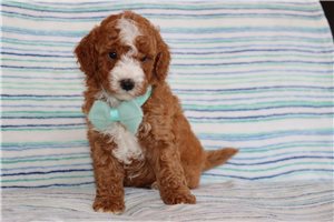Mikey - Goldendoodle, Mini for sale