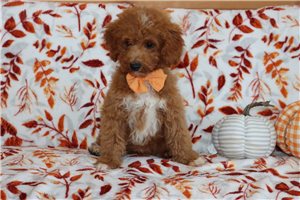 Michael - Mini Goldendoodle for sale