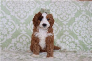 Misty - Goldendoodle, Mini for sale