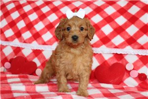 Nyla - puppy for sale